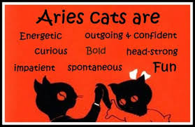 Is Your Cat An Aries Aries How To Be Outgoing Zodiac