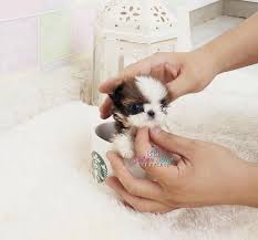 Shihtzu Teacup Shihtzu Teacup Shihtzu Puppy For Sale Shih Tzu Puppy Shih Tzu Tiny Teacup Puppies Cute Baby Animals Shih Tzu Puppy