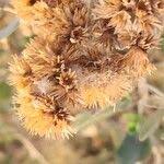 Image result for Pluchea dioscoridis