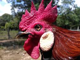 Perlu diketahui juga bahwa ayam hutan hijau inilah bahan baku untuk membuat ayam bekisar. 78 Gambar Ayam Hutan Jalak Terbaik Infobaru