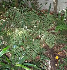 Image result for Polystichum sinense
