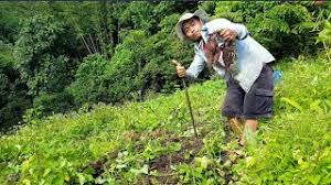 Download lagu tanam ubi dan streaming kumpulan lagu tanam ubi mp3 terbaru di metrolagu dan nikmati, video klip tanam ubi mp4, lirik. Tanam Keledek Pengurusan Perosak Penyakit Nghenhachay Net