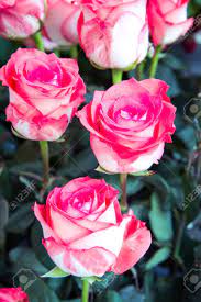 Encuentra y descarga recursos gráficos gratuitos de boda. Frescas Rosas Hermosas En El Jardin Fotos Retratos Imagenes Y Fotografia De Archivo Libres De Derecho Image 45367624