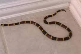 (shutterstock) agar rumah anda tak jadi sasaran berikutnya, ini tips mencegah ular masuk ke dalam rumah. Cara Praktis Mencegah Ular Masuk Rumah Dan Tips Menghilangkan Ular Dari Rumah Kumpulan Cara Praktis