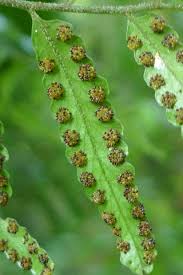 Image result for Arthropteris