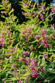 Image result for Hionanthera