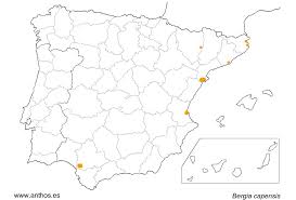 Image result for Bergia capensis