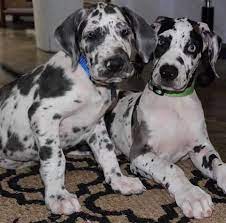 Zebulon, north carolina member for: Great Dane Puppies Available Home Facebook