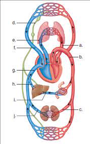 Nutrients and metabolic end products move between the capillary vessels and the surroundings of the cell through the interstitial fluid by diffusion and mediated transport. Solved Label The Blood Vessels In The Following Diagram Chegg Com