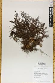 Image result for Abrodictyum rigidum