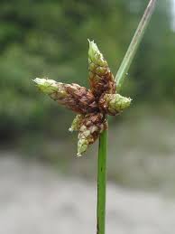 Image result for Schoenoplectus muriculatus