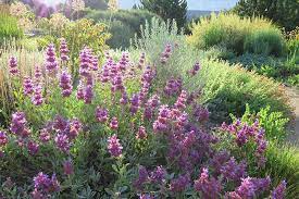 Check spelling or type a new query. Resources Water Wise And Native Plants