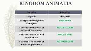 The animal cells perform different roles in the human body, which play a crucial role in those bodily functions. Kingdom Animalia Kingdom Animalia Ppt Download