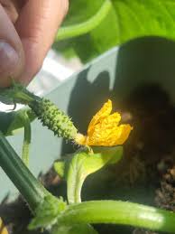 Image result for how to self pollinate cucumbers
