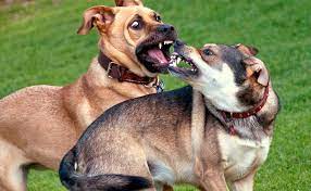 7 Kinds Of Puppy Aggression And What To Do About It Aggressive Dog Puppy Aggression Dog Training Aggression
