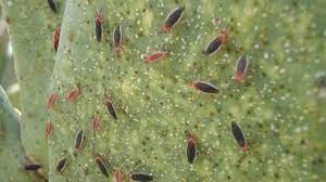A bug found at the park today. Succulent Pests Central Texas Gardener