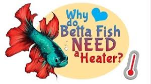 3 a constant temperature is best. Why Do Betta Fish Need A Heater For Their Tank Or Bowl Youtube