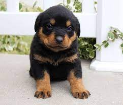 Puppies For Sale Near Me Find Your Puppy Vip Puppies Rottweiler Puppies Rottweiler Puppies For Sale Rottweiler Facts