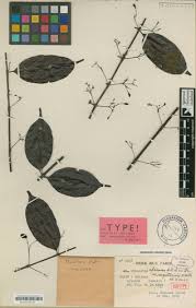 Image result for Pouchetia