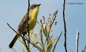 Pajaro Amarillo Aves De Chile