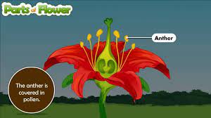 Parts Of Flower And Their Function For Kids Youtube Biology For Kids Flower Structure Plant Life Cycle