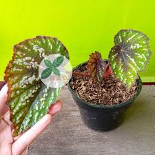 Begonia, blooming, flowering, kit kat. Begonia Rex Kit Kat Shopee Indonesia