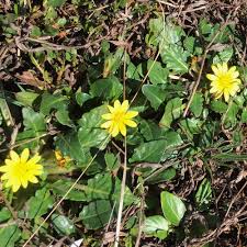 Image result for Haplocarpha