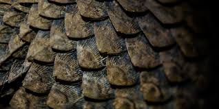 A startled pangolin will cover its head with its front legs, exposing its scales to any potential predator. China Fails To Fully Remove Pangolins From Its Medicines List World Animal Protection