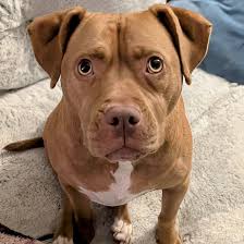 Hi, I'm Sandy but my friends call me Pants! I know, it's silly to be called  Pants but when you've been in your foster home for a bit of time, you get