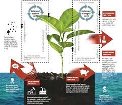 To Save Our Ecosystems, Stop Overloading Them - Yes! Magazine