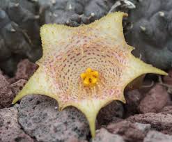 Image result for Huernia leachii