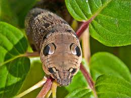 We did not find results for: The Amazing Caterpillar That Looks Like A Snake Twistedsifter