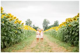 Penn station east coast subs. Sunflower Field Family Photos Near Columbus Oh Starling Studio