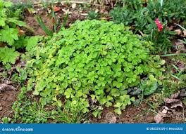 Image result for Oxalis tetraphylla