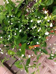 Image result for Rhinacanthus