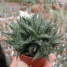 Jun 25, 2019 · aloe vera: Aloe Descoingsii X Haworthioides Uhlig Kakteen More Than 5 000 Different Species