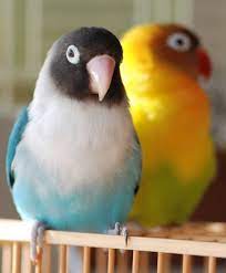 Can Budgies And Lovebirds Live Together Petsgetstarted