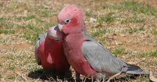 Kakadus Animals Cockatoo Wildlife