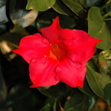 Image result for dipladenie hybrida rio obrázek