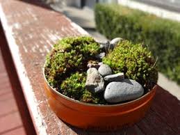 Put a layer of crushed stone or gravel in the bottom of a vessel for drainage. Mini Moss Garden From Backyard Materials 4 Steps With Pictures Instructables
