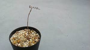 オペルクリカリア 肉多め植物係