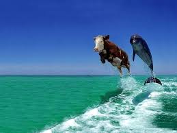 Cow And Dolphin Jumping Where Is More Further Free Ipad Hd Wallpaper Funny Animal Pictures Funny Animals Animals