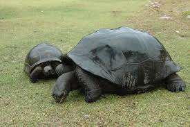 Aldabra Giant Tortoise - A-Z Animals