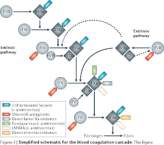 Factor xa is more effective and convenient target for creation of anticoagulants than thrombin, inhibition of which may cause some side effects. Figure 2 From The Discovery And Development Of Rivaroxaban An Oral Direct Factor Xa Inhibitor Semantic Scholar