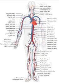 Cardiovascular System Human Body Activities Human Circulatory System Human Body Systems