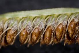 Image result for Eustachys