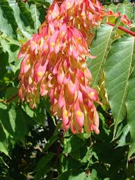 Free shipping on orders over $99 with arrive alive guarantee from the tree center. Tree Of Heaven Plants Of The Peggy Notebaert Nature Museum Grounds Chicago Illinois Inaturalist