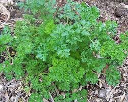 Daun parsley kering untuk apa. Parsley Atau Peterseli Dan Manfaatnya Bibitbunga Com