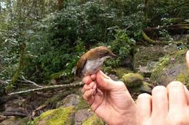 Image result for Justicia asystasioides