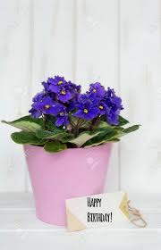 Happy birthday! elsa sang as she hugged violet tightly. Pot Violet Flowers For Birthday Gift With Happy Birthday Message Stock Photo Picture And Royalty Free Image Image 92251822